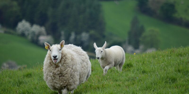 Ierse naturalisatieregels gaan flink op de schop: wat verandert er?